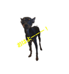 three brothers dogs（個別スタンプ：1）