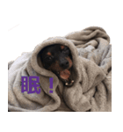three brothers dogs（個別スタンプ：2）