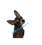three brothers dogs（個別スタンプ：3）