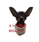 three brothers dogs（個別スタンプ：4）