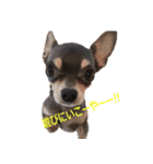 three brothers dogs（個別スタンプ：7）