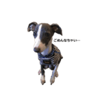 three brothers dogs（個別スタンプ：11）