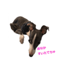 three brothers dogs（個別スタンプ：13）