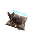 three brothers dogs（個別スタンプ：14）