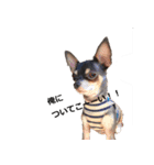 three brothers dogs（個別スタンプ：15）