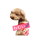 Mame's everyday（個別スタンプ：1）