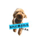 Mame's everyday（個別スタンプ：3）