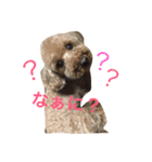 Mame's everyday（個別スタンプ：4）