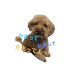 Mame's everyday（個別スタンプ：6）