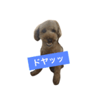 Mame's everyday（個別スタンプ：7）