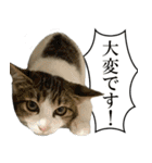 ビジネスシーンに便利なランちゃん一家2（個別スタンプ：6）