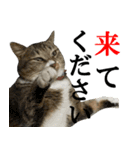 ビジネスシーンに便利なランちゃん一家2（個別スタンプ：8）