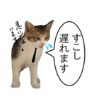 ビジネスシーンに便利なランちゃん一家2（個別スタンプ：11）