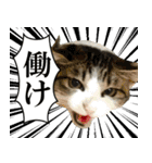 ビジネスシーンに便利なランちゃん一家2（個別スタンプ：15）