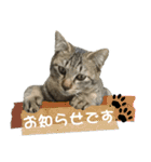 ビジネスシーンに便利なランちゃん一家2（個別スタンプ：18）