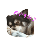 デカチワワのCHACHA（個別スタンプ：1）