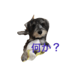 グリ（個別スタンプ：1）