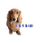 犬日和♪（個別スタンプ：10）