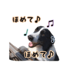 犬日和♪（個別スタンプ：22）