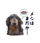 犬日和♪（個別スタンプ：23）