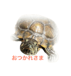 かめのチューイー（個別スタンプ：3）