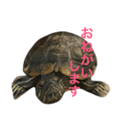 かめのチューイー（個別スタンプ：6）