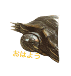 かめのチューイー（個別スタンプ：8）
