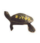 かめのチューイー（個別スタンプ：11）