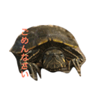 かめのチューイー（個別スタンプ：15）