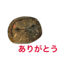 かめのチューイー（個別スタンプ：16）