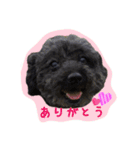黒プーロイと妹ニャンズ2（個別スタンプ：1）