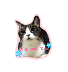 黒プーロイと妹ニャンズ2（個別スタンプ：3）
