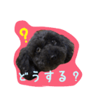 黒プーロイと妹ニャンズ2（個別スタンプ：6）