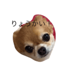 簡単な日常会話の中で使えるスタンプです♡（個別スタンプ：7）