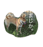 柴犬♡つばき 2（個別スタンプ：3）