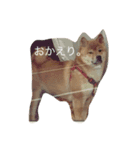 柴犬♡つばき 2（個別スタンプ：6）