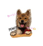 柴犬♡つばき 2（個別スタンプ：7）