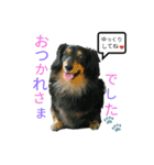 ゴンの会（個別スタンプ：5）