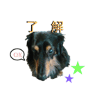 ゴンの会（個別スタンプ：6）