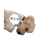 トイプードルのクオン（個別スタンプ：3）