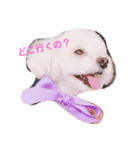 愛犬コタロー（個別スタンプ：1）
