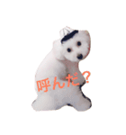 愛犬コタロー（個別スタンプ：2）