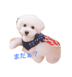 愛犬コタロー（個別スタンプ：3）