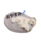 愛犬コタロー（個別スタンプ：4）