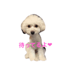 愛犬コタロー（個別スタンプ：5）