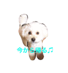 愛犬コタロー（個別スタンプ：6）