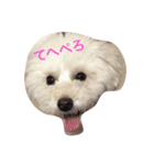 愛犬コタロー（個別スタンプ：7）