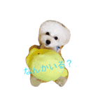 愛犬コタロー（個別スタンプ：8）
