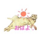 ごまねこちゃん（個別スタンプ：3）