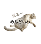 ごまねこちゃん（個別スタンプ：5）